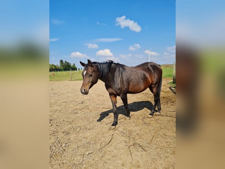 Koń czystej krwi arabskiej Klacz 7 lat 152 cm Kara in Hochborn