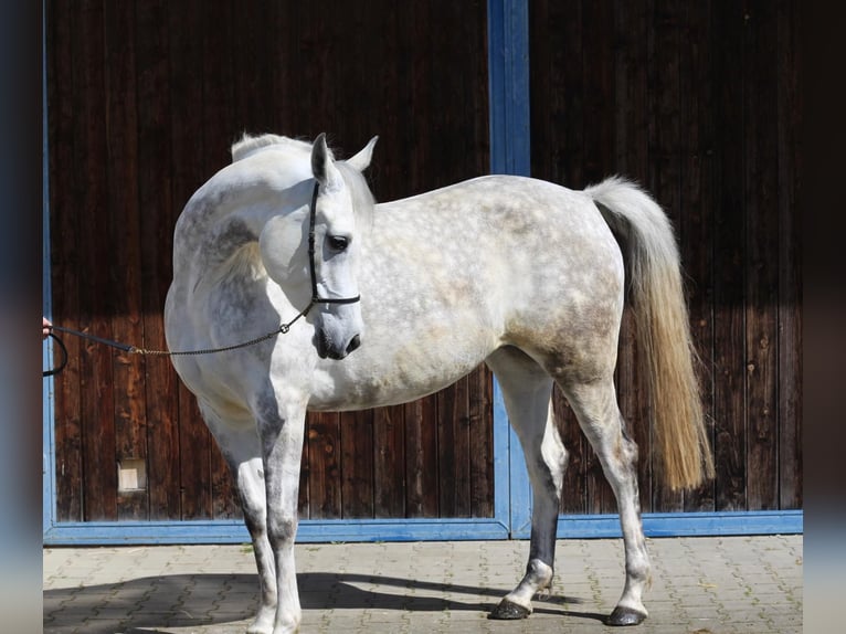 Koń czystej krwi arabskiej Klacz 7 lat 152 cm Siwa in Allmendingen