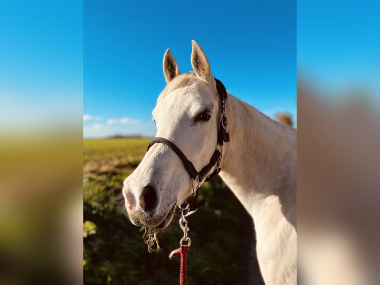 Koń czystej krwi arabskiej Klacz 7 lat 154 cm Biała in Normandie