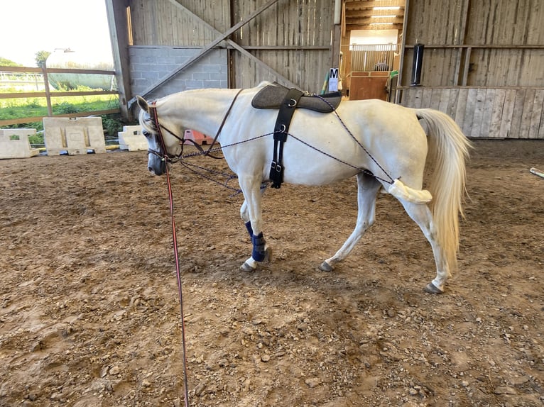 Koń czystej krwi arabskiej Klacz 7 lat 154 cm Biała in Normandie