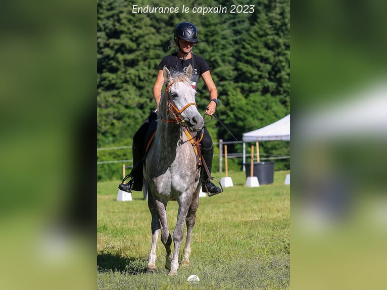 Koń czystej krwi arabskiej Klacz 7 lat 154 cm Siwa jabłkowita in Elne