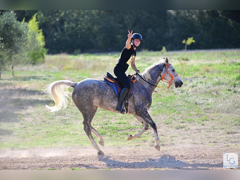 Koń czystej krwi arabskiej Klacz 7 lat 154 cm Siwa jabłkowita in Elne