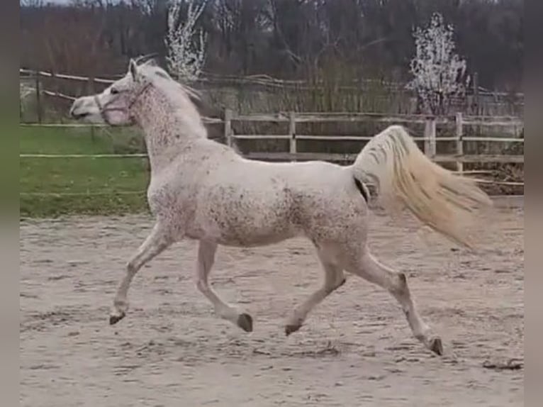 Koń czystej krwi arabskiej Klacz 7 lat 154 cm Siwa w hreczce in Remseck am Neckar