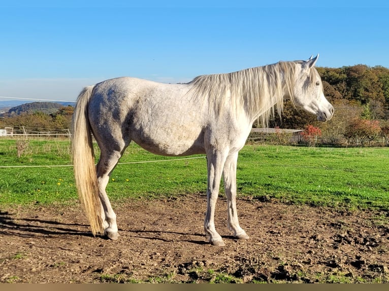 Koń czystej krwi arabskiej Klacz 7 lat 154 cm Siwa w hreczce in Remseck am Neckar