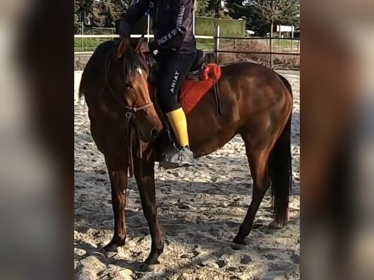 Koń czystej krwi arabskiej Klacz 7 lat 155 cm Gniada in Penthaz