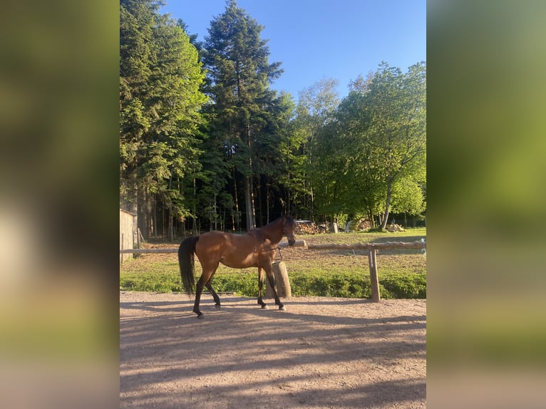 Koń czystej krwi arabskiej Klacz 7 lat 155 cm Gniada in Allarmont