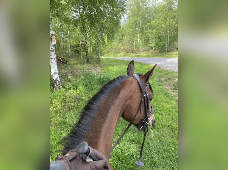 Koń czystej krwi arabskiej Klacz 7 lat 155 cm Gniada in Allarmont