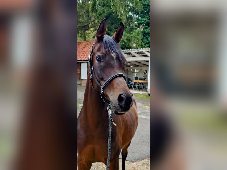 Koń czystej krwi arabskiej Klacz 7 lat 157 cm Ciemnogniada in Reutlingen