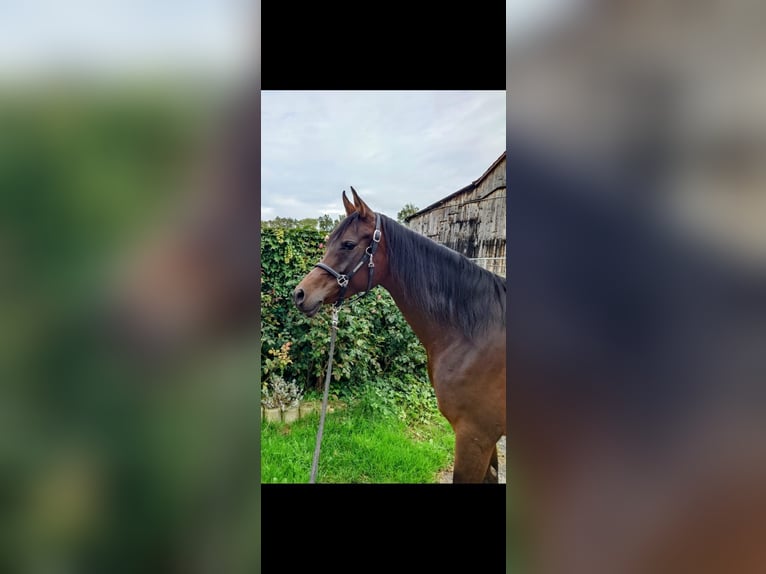 Koń czystej krwi arabskiej Klacz 7 lat 157 cm Ciemnogniada in Reutlingen