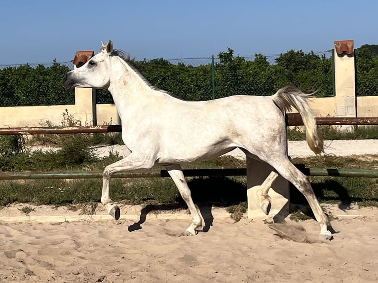 Koń czystej krwi arabskiej Klacz 7 lat 157 cm Siwa in Guardamar del Segura