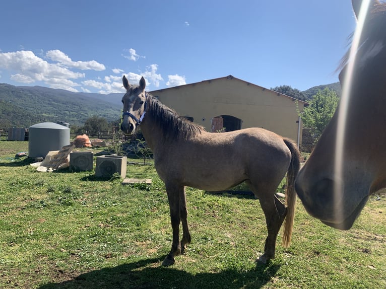 Koń czystej krwi arabskiej Klacz 7 lat 160 cm Siwa in caronia