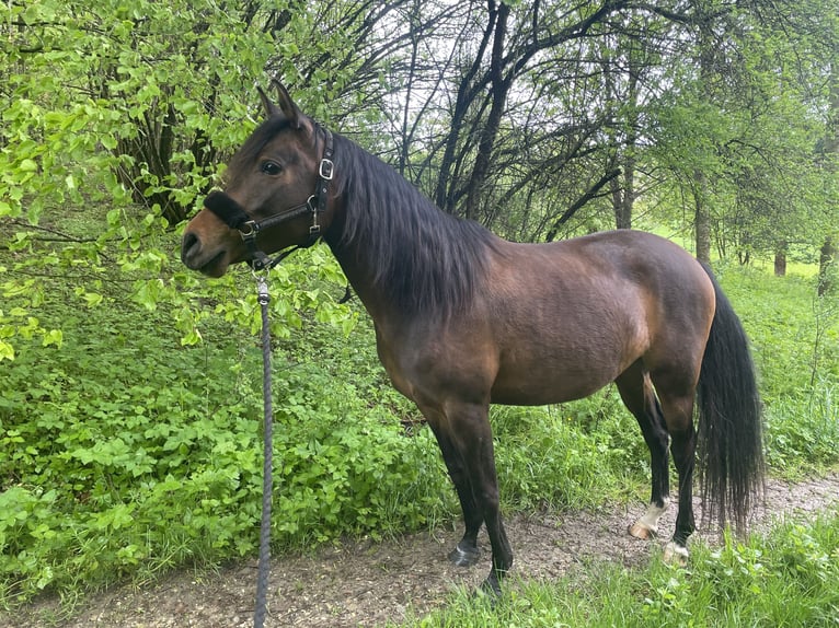 Koń czystej krwi arabskiej Klacz 8 lat 154 cm Gniada in Münsterhausen