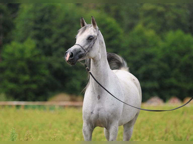 Koń czystej krwi arabskiej Klacz 8 lat 154 cm Siwa in Łódź