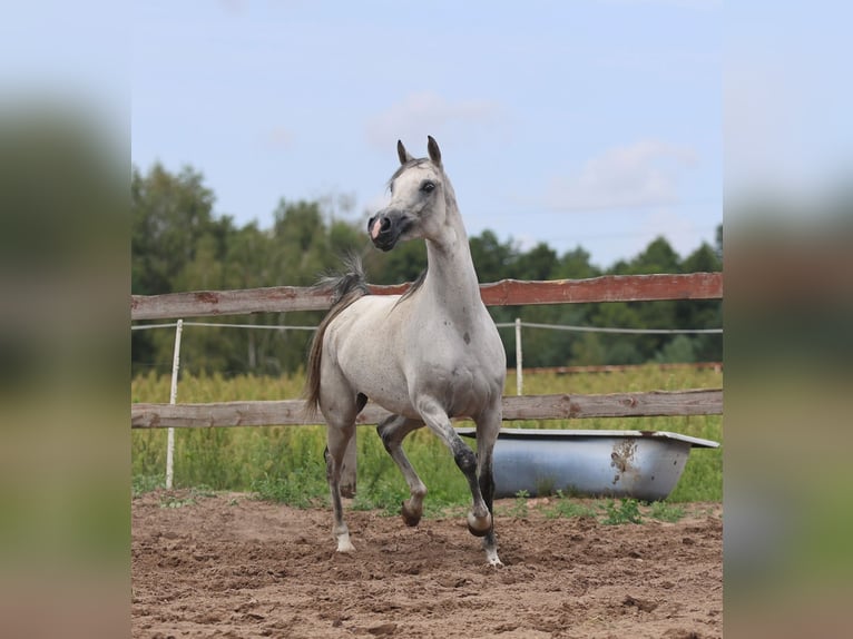 Koń czystej krwi arabskiej Klacz 8 lat 154 cm Siwa in Łódź