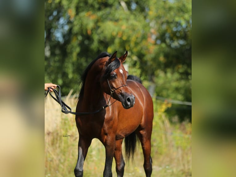 Koń czystej krwi arabskiej Klacz 8 lat 154 cm Siwa in Łódź