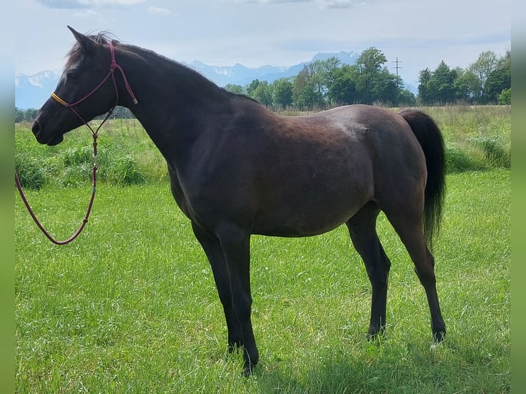 Koń czystej krwi arabskiej Klacz 8 lat 155 cm Kara in Marbach SG