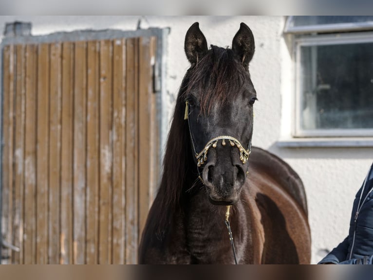 Koń czystej krwi arabskiej Klacz 8 lat 155 cm Kara in Marbach SG
