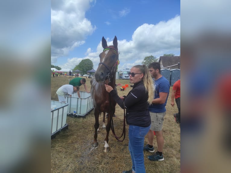 Koń czystej krwi arabskiej Klacz 8 lat 157 cm Ciemnokasztanowata in Poussignac