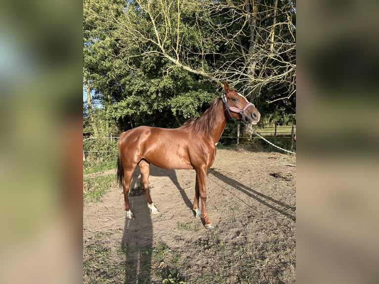 Koń czystej krwi arabskiej Klacz 8 lat 157 cm Ciemnokasztanowata in Poussignac