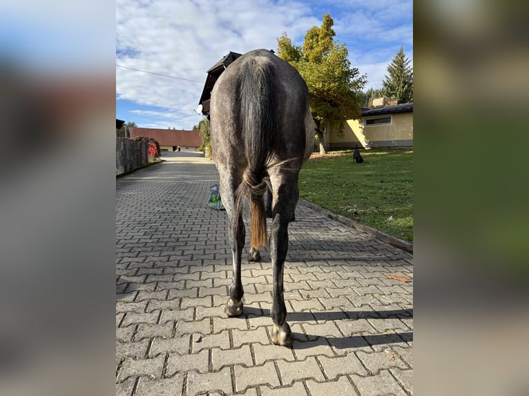 Koń czystej krwi arabskiej Klacz 8 lat 160 cm Siwa jabłkowita in Grafenstein