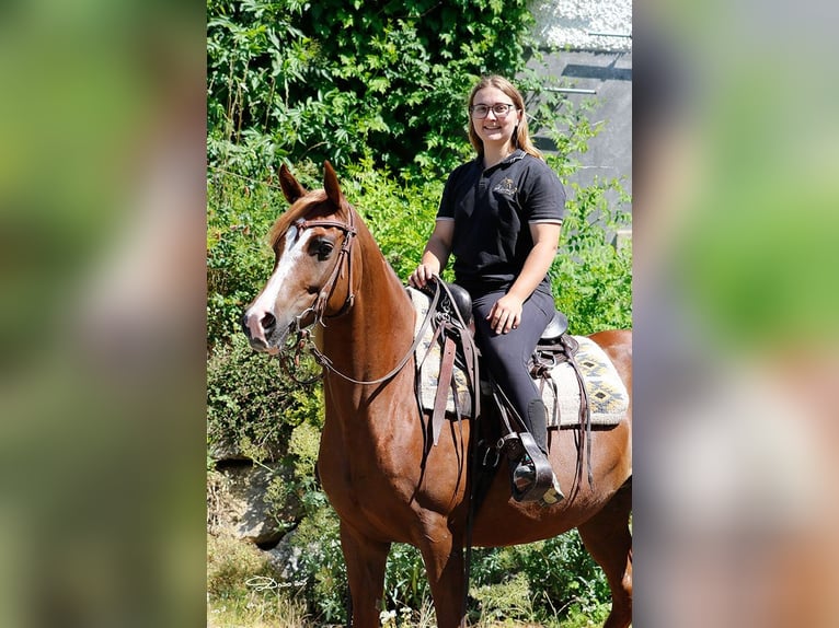 Koń czystej krwi arabskiej Klacz 8 lat Ciemnokasztanowata in Wallsee