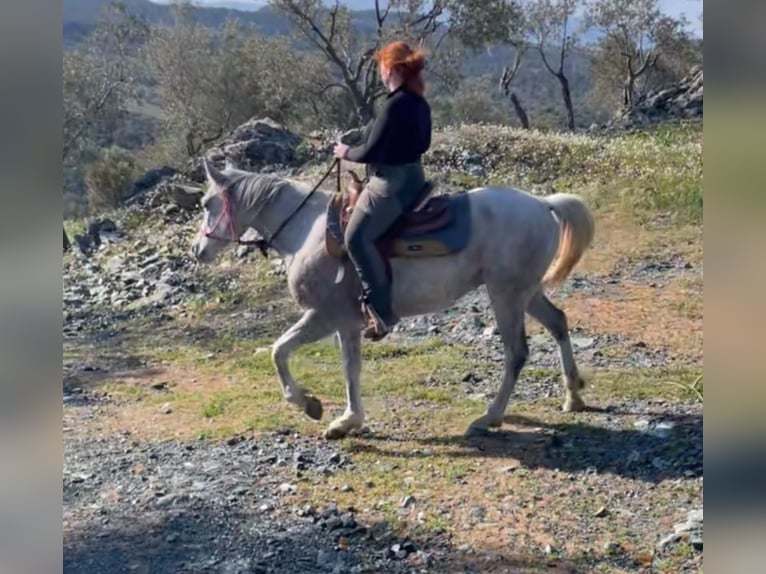 Koń czystej krwi arabskiej Klacz 9 lat 144 cm Siwa jabłkowita in Pamfila