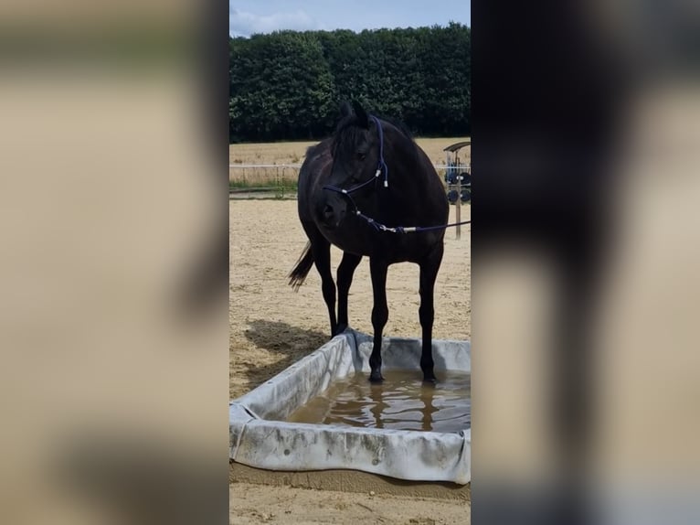 Koń czystej krwi arabskiej Klacz 9 lat 149 cm Rabicano in Detmold