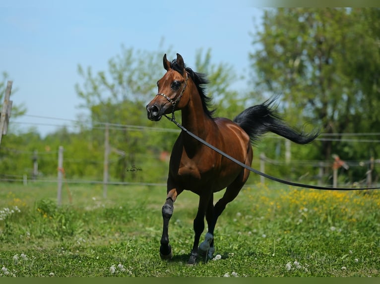 Koń czystej krwi arabskiej Klacz 9 lat 151 cm Gniada in LODZ