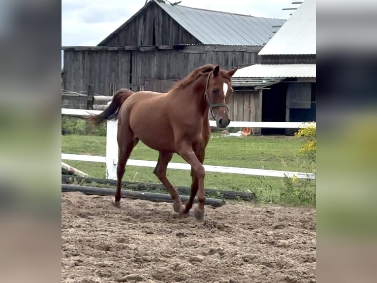 Koń czystej krwi arabskiej Klacz 9 lat 151 cm Kasztanowata in Chraboły