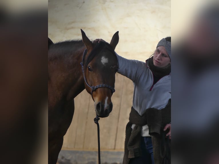 Koń czystej krwi arabskiej Klacz 9 lat 152 cm Gniada in Herzberg am Harz