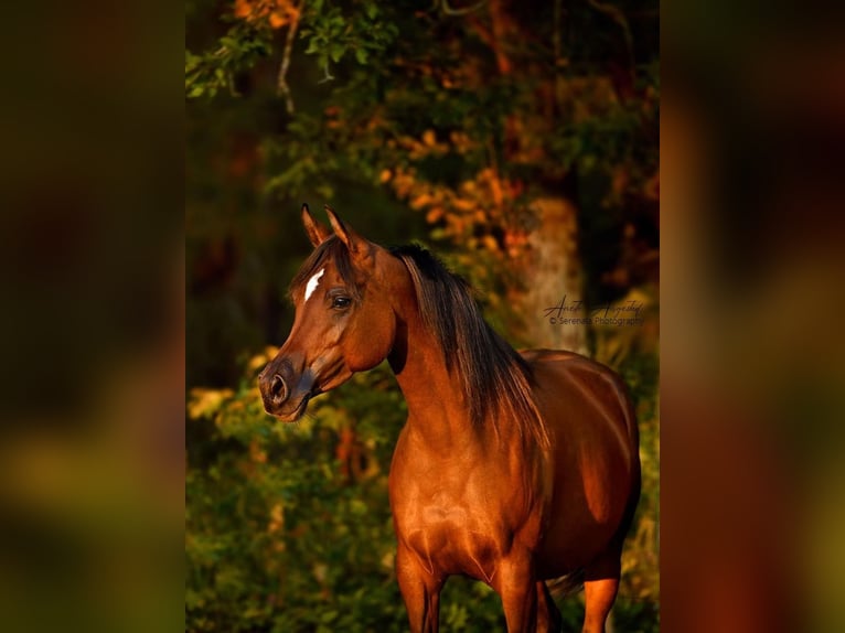 Koń czystej krwi arabskiej Klacz 9 lat 154 cm Gniada in Klofta