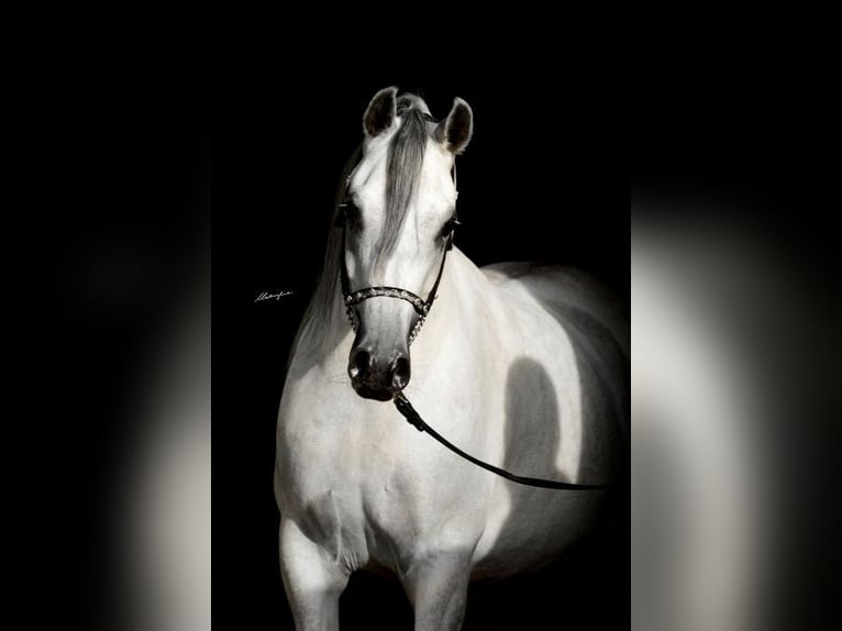 Koń czystej krwi arabskiej Klacz 9 lat 154 cm Siwa in Chrcynno