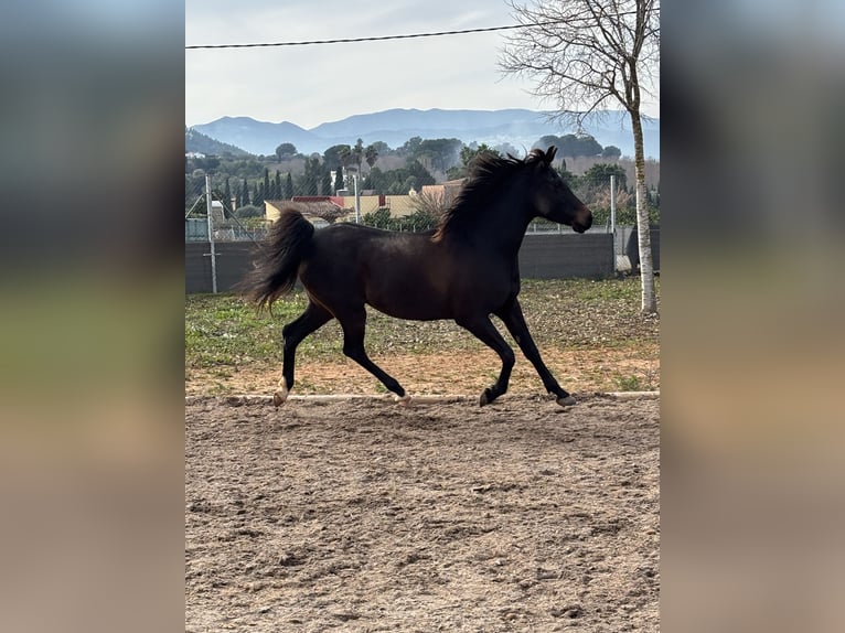 Koń czystej krwi arabskiej Klacz 9 lat 155 cm Skarogniada in (Denia)