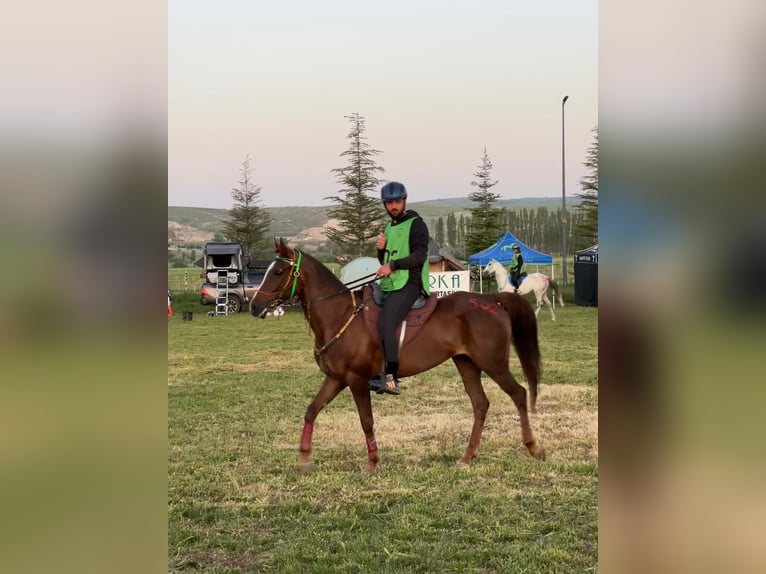 Koń czystej krwi arabskiej Klacz 9 lat 159 cm Gniada in Ankara