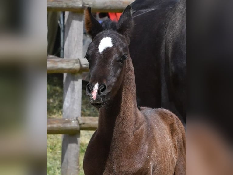 Koń czystej krwi arabskiej Klacz  153 cm Kara in M&#xF6;rsdorf