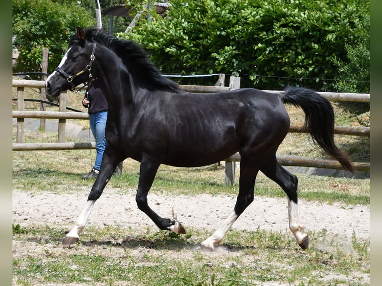 Koń czystej krwi arabskiej Klacz  153 cm Kara in M&#xF6;rsdorf