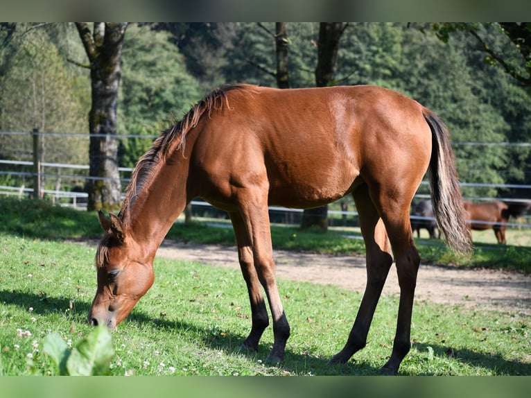 Koń czystej krwi arabskiej Klacz Źrebak (04/2024) 154 cm Gniada in Reichshof