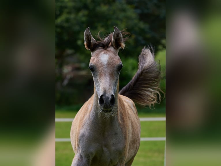 Koń czystej krwi arabskiej Klacz Źrebak (03/2024) 154 cm Siwa in Gemünden (Felda)