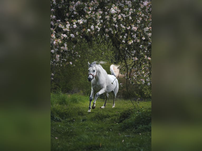 Koń czystej krwi arabskiej Klacz Źrebak (03/2024) 154 cm Siwa in Gemünden (Felda)