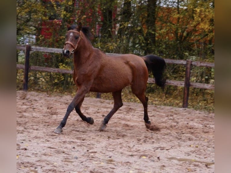 Koń czystej krwi arabskiej Klacz Źrebak (07/2024) 155 cm Kasztanowata in Arenrath