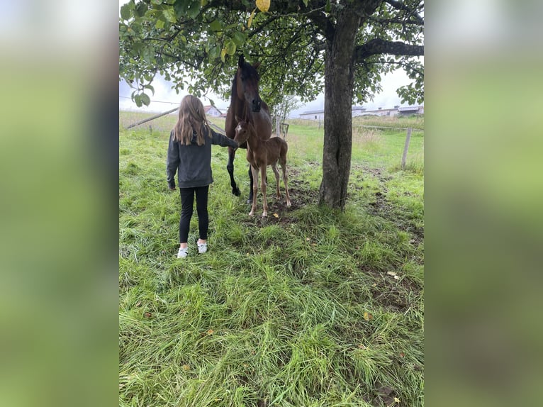 Koń czystej krwi arabskiej Klacz Źrebak (07/2024) 155 cm Kasztanowata in Arenrath