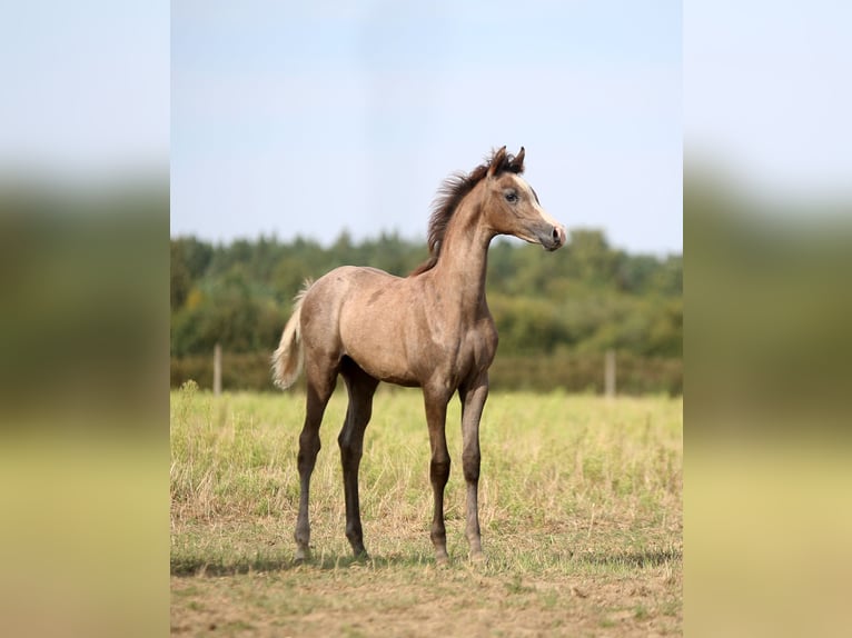 Koń czystej krwi arabskiej Klacz Źrebak (05/2025) 157 cm Siwa in Strykow Koń czystej krwi arabskiej Klacz Źrebak (05/2025) 157 cm Siwa in Strykow