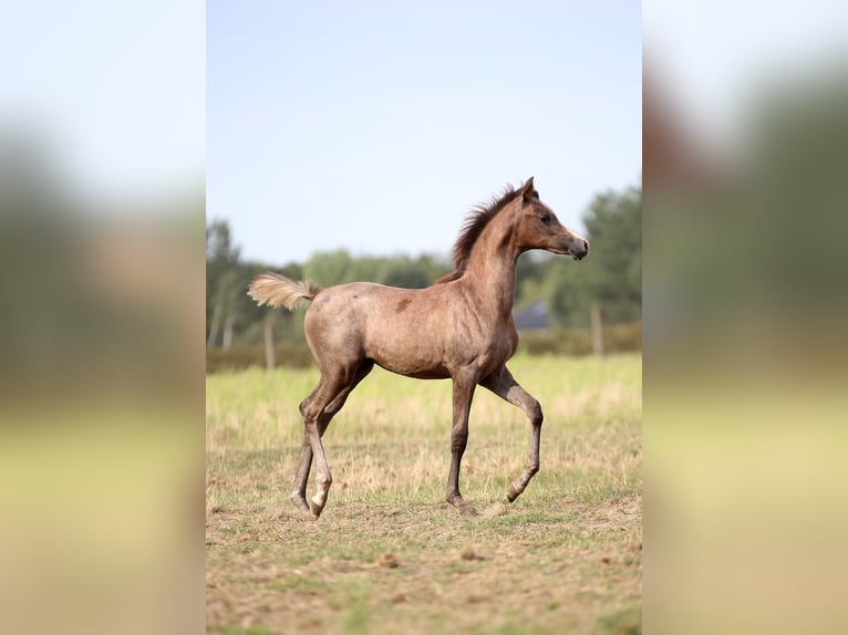 Koń czystej krwi arabskiej Klacz Źrebak (05/2025) 157 cm Siwa in Strykow