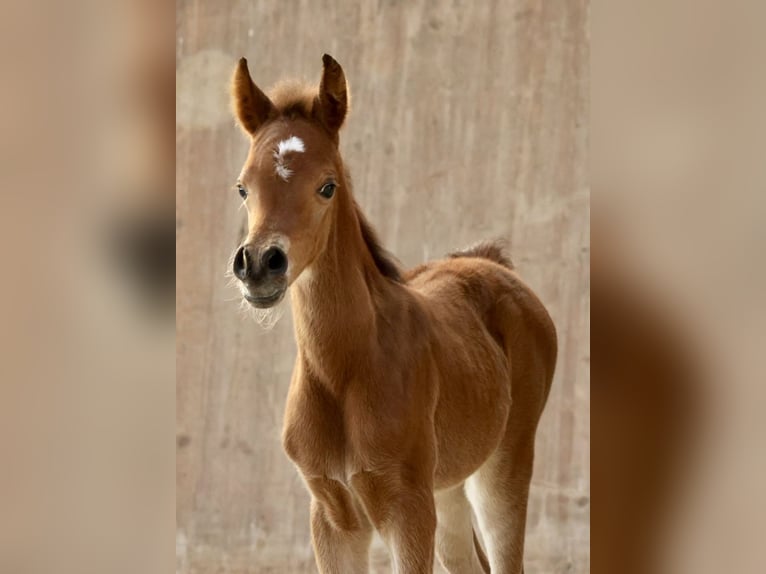 Koń czystej krwi arabskiej Klacz  158 cm Gniada in Bad Oldesloe