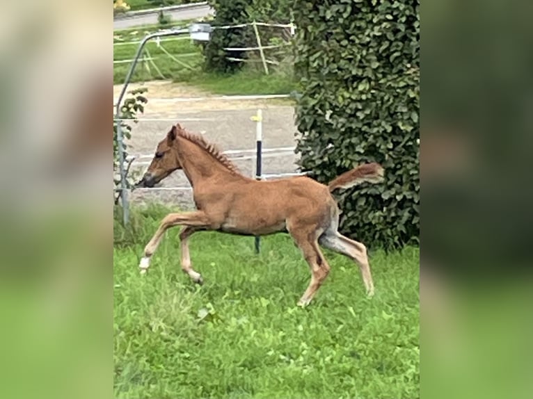 Koń czystej krwi arabskiej Mix Klacz Źrebak (08/2025) 159 cm Ciemnokasztanowata in Stockach