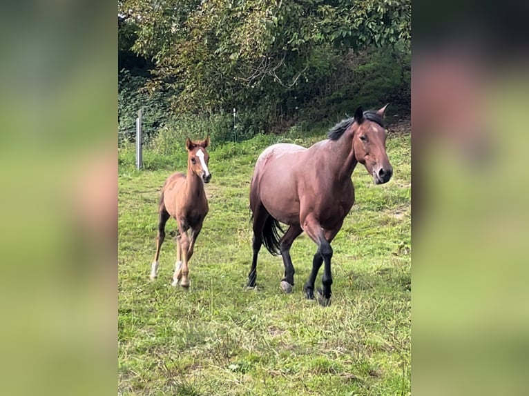 Koń czystej krwi arabskiej Mix Klacz Źrebak (08/2025) 159 cm Ciemnokasztanowata in Stockach