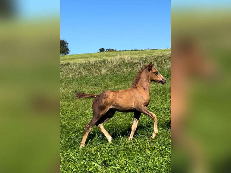 Koń czystej krwi arabskiej Mix Klacz Źrebak (08/2025) 159 cm Ciemnokasztanowata in Stockach