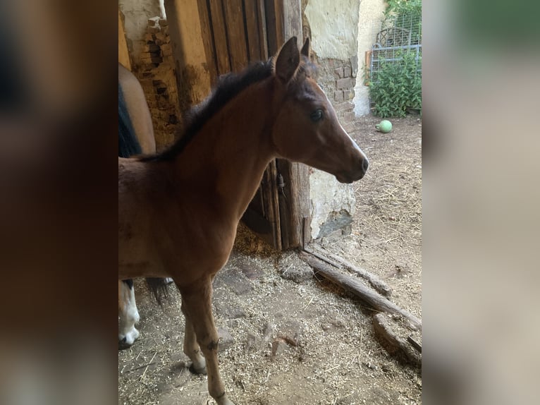 Koń czystej krwi arabskiej Klacz Źrebak (03/2025) 160 cm Gniada in Theras Koń czystej krwi arabskiej Klacz Źrebak (03/2025) 160 cm Gniada in Theras