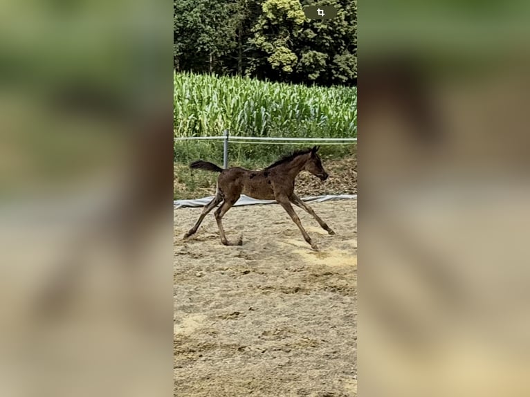 Koń czystej krwi arabskiej Klacz  Kara in Mengen