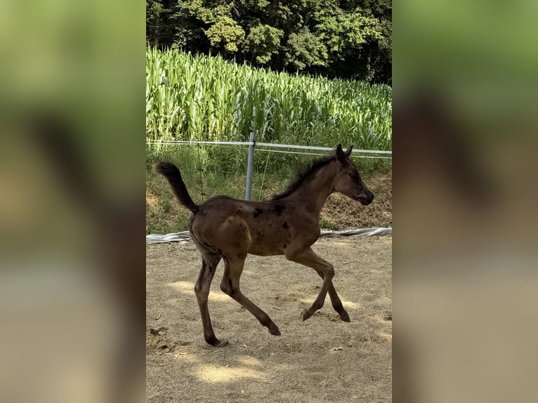 Koń czystej krwi arabskiej Klacz  Kara in Mengen